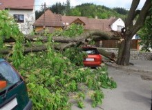 Kwikfynd Tree Cutting Services
domville