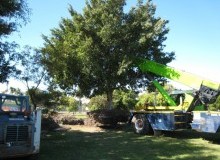 Kwikfynd Tree Management Services
domville