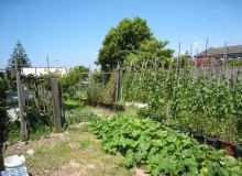 Kwikfynd Vegetable Gardens
domville